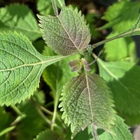 Isodon umbrosus 'Dark Form'